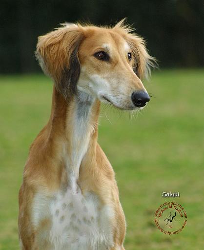 Saluki 8R010D-18.JPG